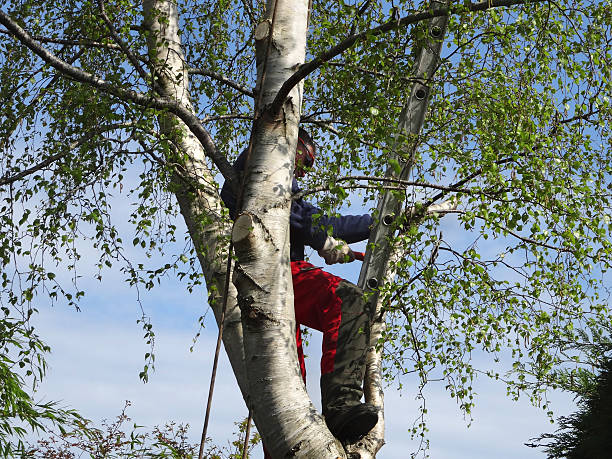 Pest Control for Lawns in Carbonville, UT